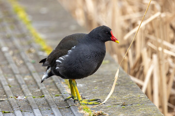 Common Moorhen (Gallinula chloropus) - Widespread across wetlands, ponds, and rivers in Europe.