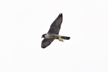 Peregrine Falcon (Falco peregrinus) - Found globally, often near coasts, mountains, and cities.