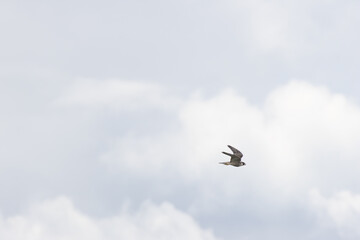 Obraz premium Peregrine Falcon (Falco peregrinus) - Found globally, often near coasts, mountains, and cities.