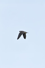 Peregrine Falcon (Falco peregrinus) - Found globally, often near coasts, mountains, and cities.