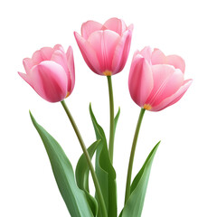 Fototapeta premium Pink Tulips Stand Tall With Green Leaves Against a White Background in Simple Arrangement