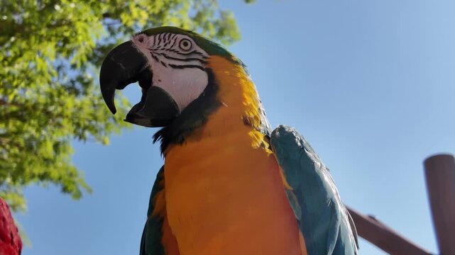 Parrot ara ararauna perch colorful 