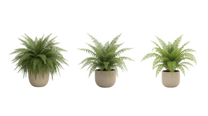 Fototapeta premium Fern Plant Pot