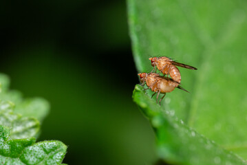 Drosophila melanogaster seen mating on leaves