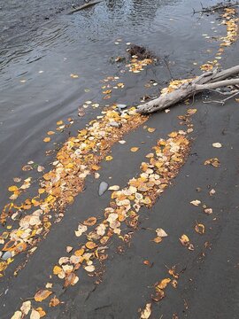 Laub der Zitterpappel im Herbst