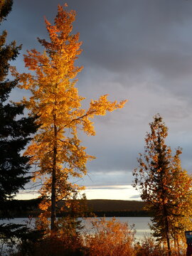 Laub der Zitterpappel im Herbst