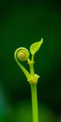 Tiny leaves unfurl from a stem, illustrating the delicate stages of development,  fresh,  stem