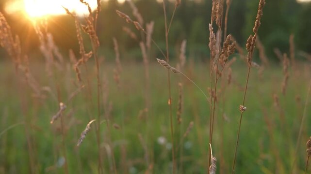 Abstract warm landscape of wildflower grass meadow on warm golden hour sunset or sunrise time. Tranquil summer or early fall nature field background. Soft golden hour sunlight panoramic countryside