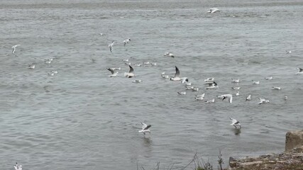 A large family of gulls lives on the water and takes off directly from it to find food. They are safe from animals there.