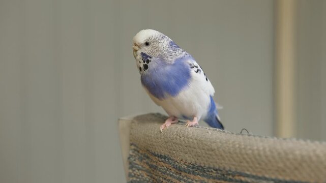 Blue white budgie perched on armrest, quiet indoor portrait of tame parakeet showcasing speckled plumage and delicate beak, soft neutral background, closeup resting pose conveying companion bird vibe