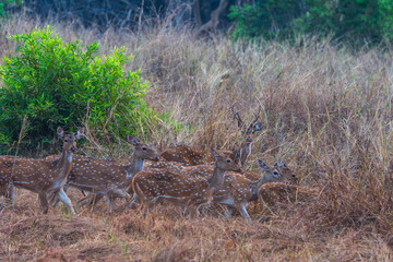 Chital (Axis axis)