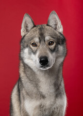 Pretty adult siberian husky dog looking at the camera on a red background