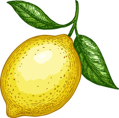 Lemon with leaves. Hand drawn illustration