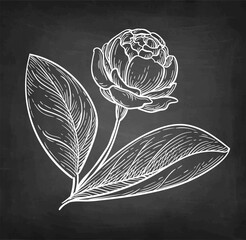 Jasmine Sambac Grand Duke of Tuscany chalk sketch.