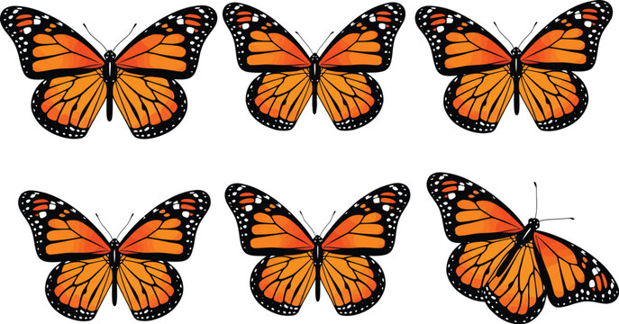 A graphic collection of six monarch butterflies with vibrant orange wings and black patterns