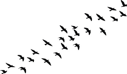 A silhouette illustration featuring a large flock of birds in dynamic flight against a plain white background