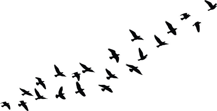 A silhouette vector graphic showing a large flock of birds flying in formation against a plain white background