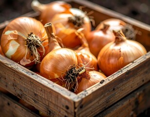 Brown Onion Bulbs in Wooden Crate