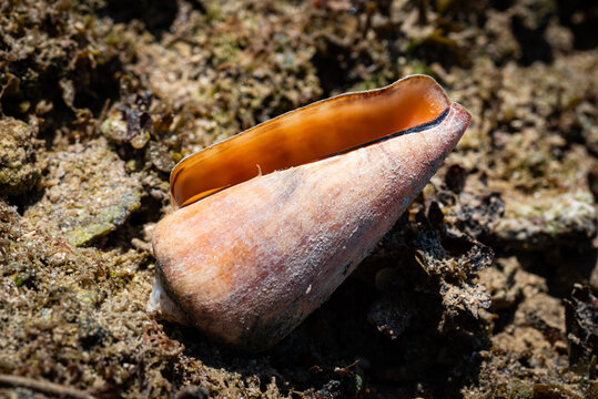 Conomurex luhuanus, commonly known as the net snail, is a species of medium-sized sea snail, a marine gastropod mollusk in the family Strombidae, the true snails.
