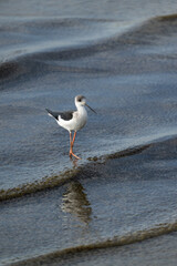 Black-winged Stilt Wading Through Shallow Water on Textured Mudflat