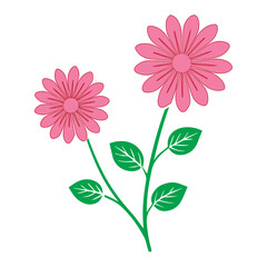 Pink Daisy Flowers