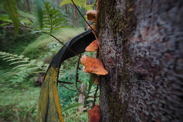 Close-up of bright orange mushrooms growing on a textured tree trunk in a lush, green forest setting with ferns and moss