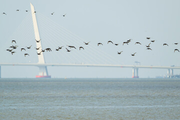 Migratory Birds Flying Over Shenzhen Bay Bridge in South China
