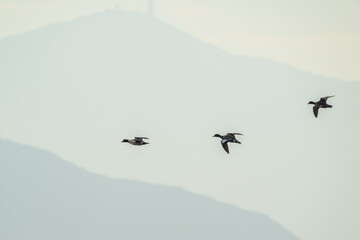 Three Wild Ducks Flying Against Misty Mountain Layers in Morning Haze