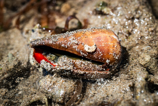 Conomurex luhuanus, commonly known as the net snail, is a species of medium-sized sea snail, a marine gastropod mollusk in the family Strombidae, the true snails.