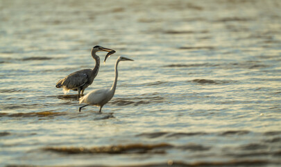 Gray Heron with Fish and White Egret Wading Together in Golden Sunset Light