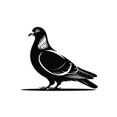 Obraz premium A striking black and white illustration of a peaceful pigeon standing