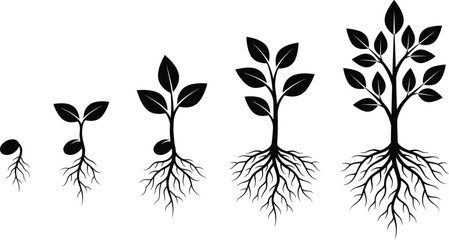 Plant growth stages silhouette set, seed to mature vector pack, editable, isolated, root system, leaf canopy, black icons