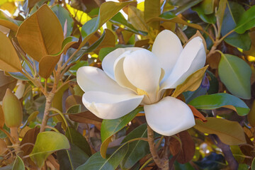 Branch of Magnolia grandiflora tree with flower and leaves