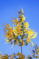  Spring flowers. Acacia dealbata tree with bright yellow flowers against blue sky on sunny spring day