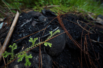 Vibrant green plant sprouts from dark, burnt ash, symbolizing nature's resilience and the enduring power of new life to emerge from destruction