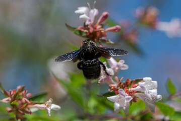 Violet carpenter bee, Xylocopa violacea, feeding on the flowers of an Abelia plant. Photo taken in Colmenar Viejo, Madrid, Spain