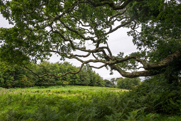 A lush green forest clearing in Muckross, Ireland, with sprawling tree branches and ferns under an overcast sky