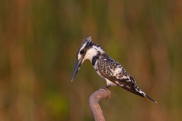 Pied Kingfisher Hovering Over Water &ndash; Wildlife Bird Photography