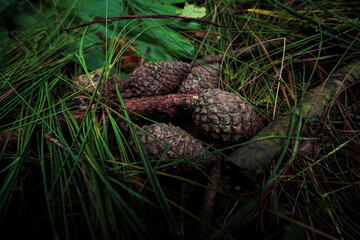 A cluster of fallen pine cones lies hidden among the lush, dark green forest undergrowth, evoking the quiet serenity of a natural woodland ecosystem