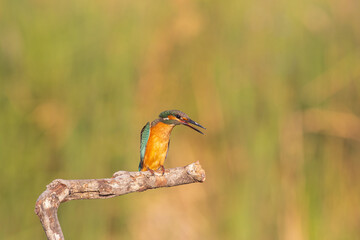 Common Kingfisher Perched by Water – Colorful Wildlife Bird Photography