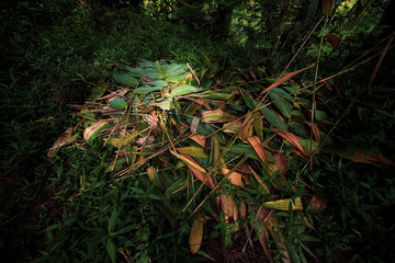 Pile of green and brown fallen leaves and bamboo in a forest ground cover