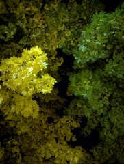 Evening maple leaves of yellow and green in the light of street lamps
