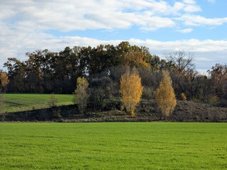 green field and yellow autumn trees