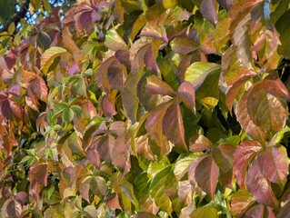 Autumn foliage creates a rich, natural backdrop, filled with warm shades of yellow and green