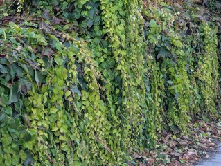 Autumn foliage creates a rich, natural backdrop, filled with warm shades of yellow and green