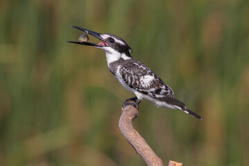 Pied Kingfisher Hovering Over Water – Wildlife Bird Photography