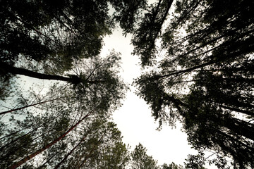 Looking up into the majestic canopy of a dense forest, with towering trees reaching towards a bright, distant sky, evoking a sense of wonder and natural grandeur