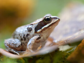 frog in the autumn forest