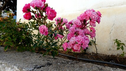 planta flor rosa – Rosa spp.