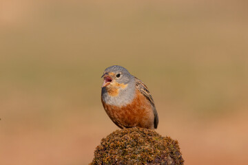 Eurasian Golden Oriole Perched in Tree &ndash; Colorful Wildlife Bird Photography